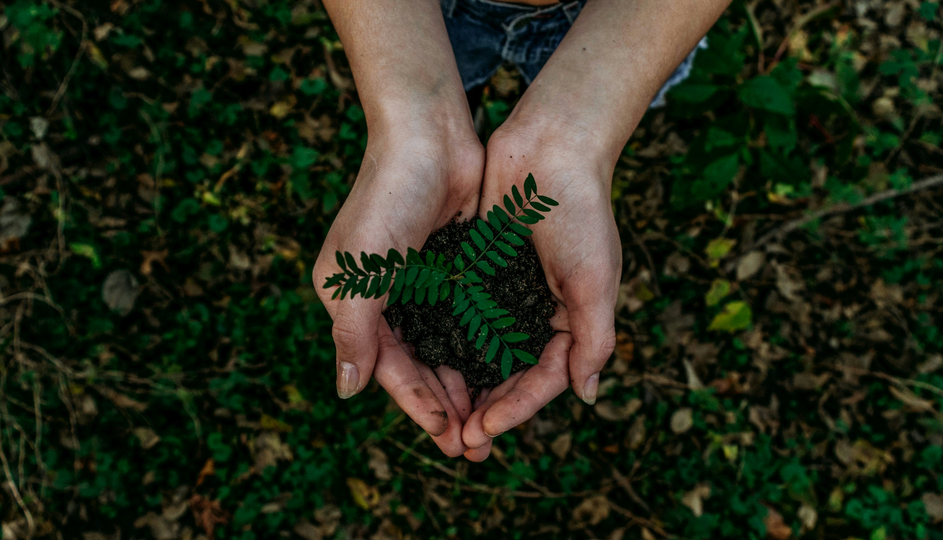 Hands holding new growth in soil